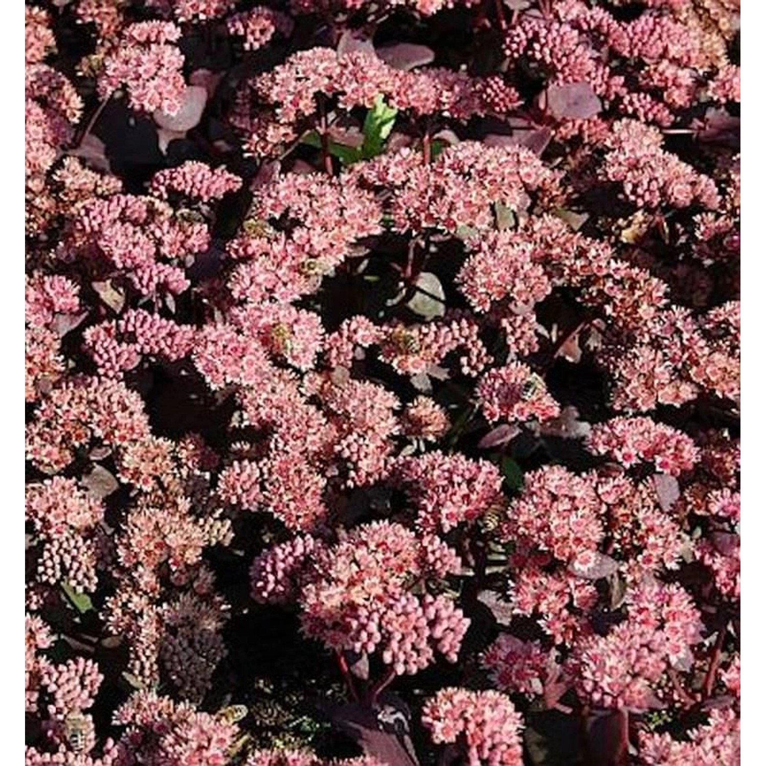 Prächtige Fetthenne Purple Emperor - Sedum spectabile Prächtige Fetthenne Purple Emperor - Sedum spectabile von Die Nr-01.de