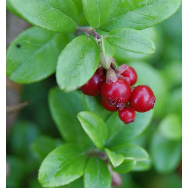 Preiselbeere 15-20cm - Vaccinium vitis idaea von Die Nr-01.de