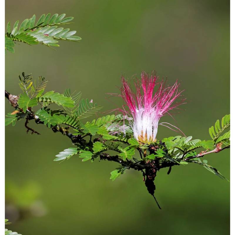 Puderquastenstrauch Dixie Pink 40-60cm - Calliandra surinamensis von Die Nr-01.de