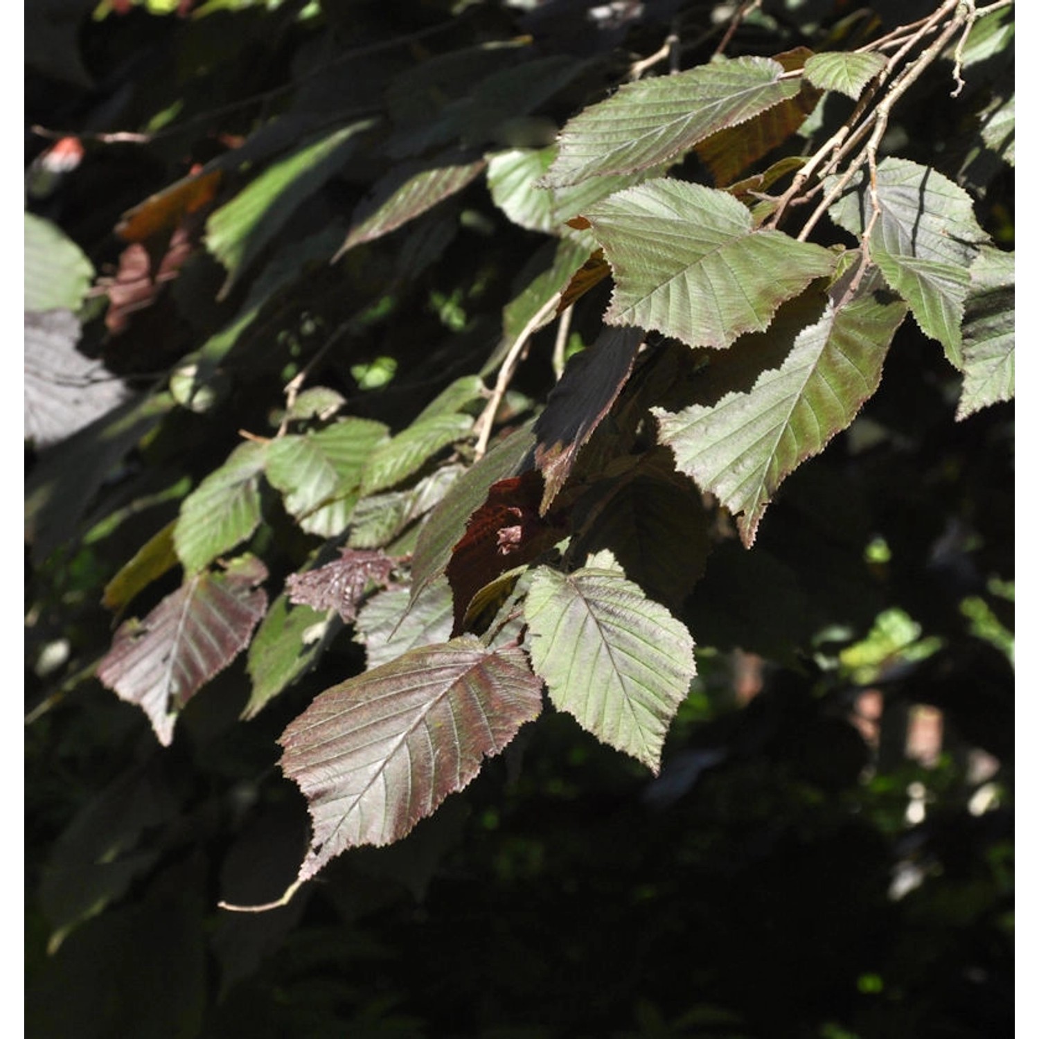 Purpur Hasel 40-60cm - Corylus maxima Purpur Hasel 40-60cm - Corylus maxima von Die Nr-01.de