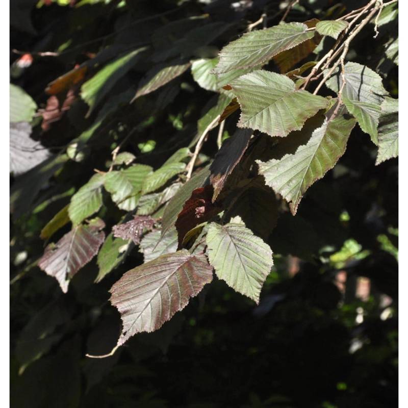 Purpur Hasel 40-60cm - Corylus maxima von Die Nr-01.de