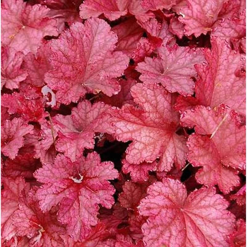 Purpurglöckchen Berry Smoothie - XXXL Topf - Heuchera micrantha von Die Nr-01.de