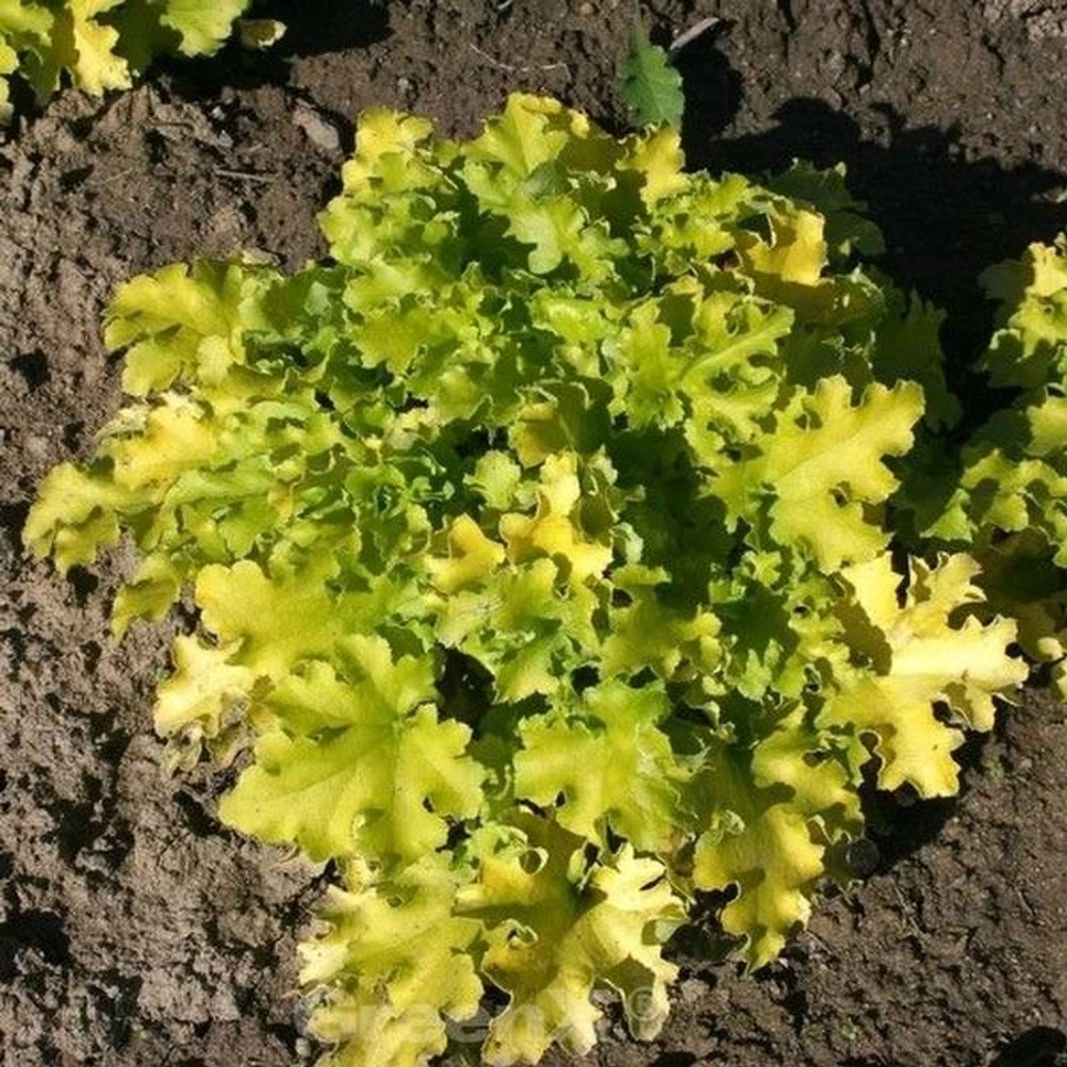 Purpurglöckchen Lime Marmalade - großer Topf - Heuchera brizoides von Die Nr-01.de