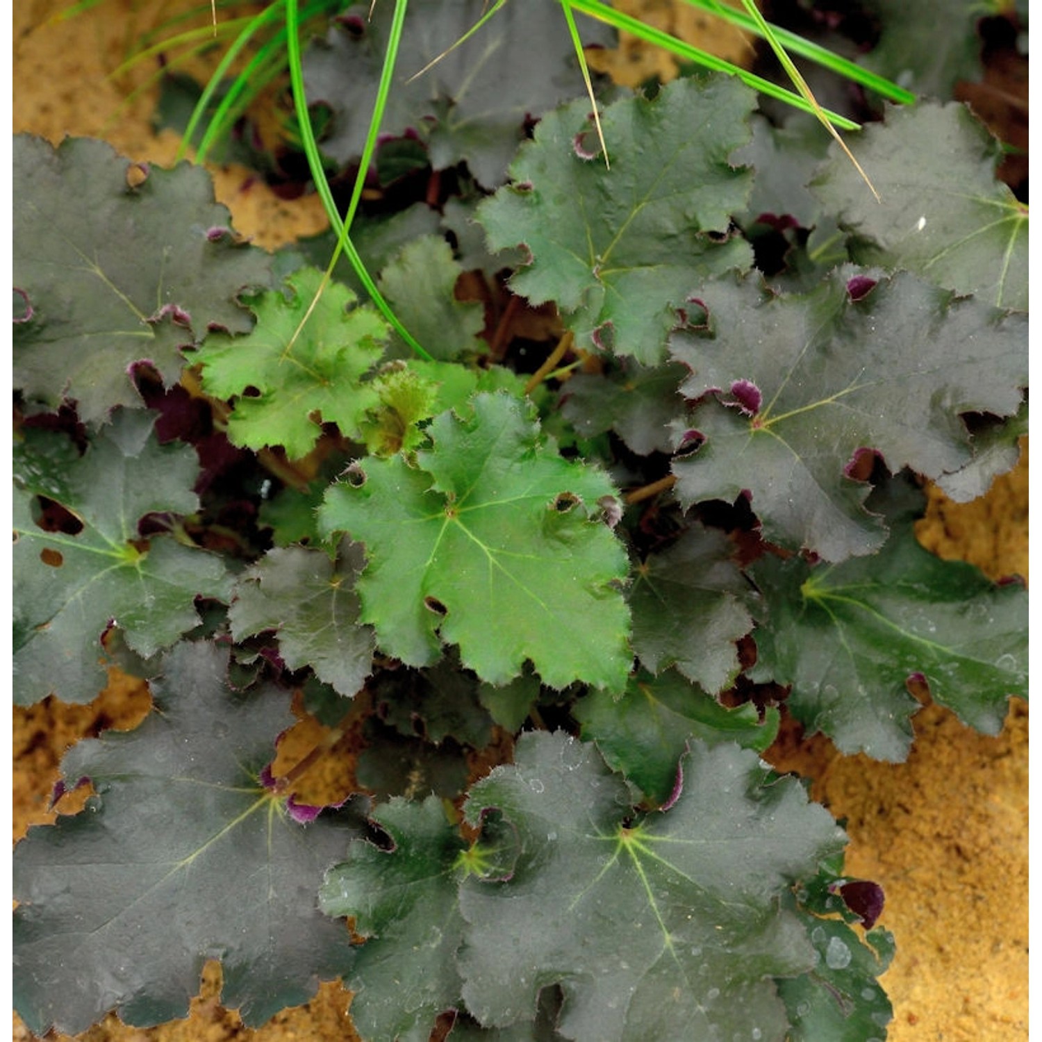 Purpurglöckchen Purple Petticoats - Heuchera micrantha von Die Nr-01.de