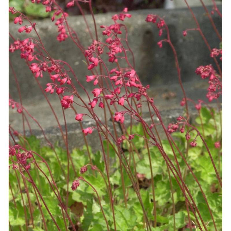 Purpurglöckchen Red Spangles - Heuchera brizoides von Die Nr-01.de