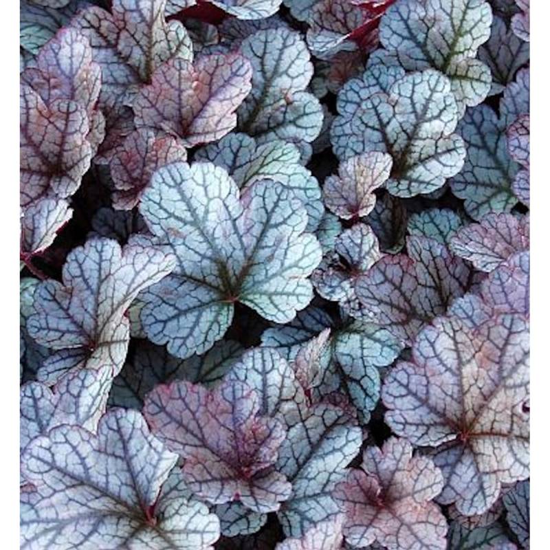 Purpurglöckchen Silver Scrolls - Heuchera micrantha von Die Nr-01.de