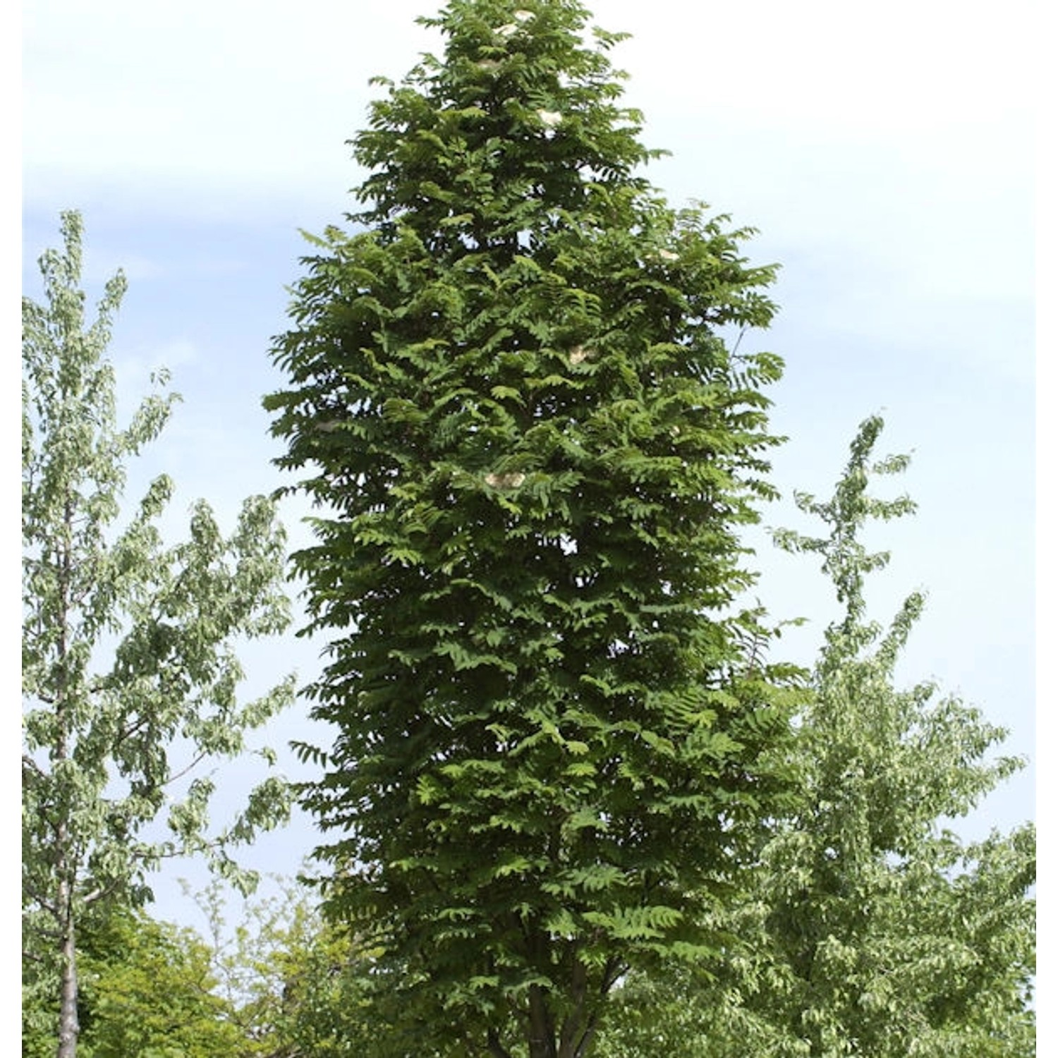Pyramiden Eberesche 125-150cm - Sorbus aucuparia Fatigiata Pyramiden Eberesche 125-150cm - Sorbus aucuparia Fatigiata von Die Nr-01.de
