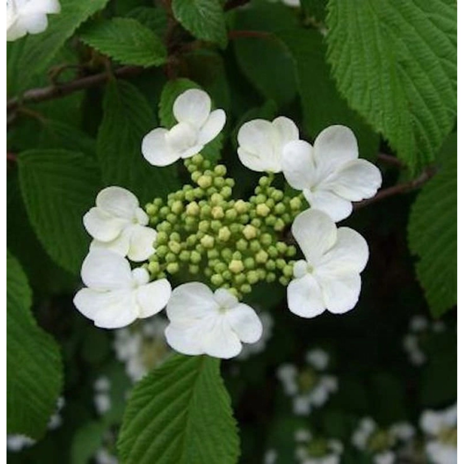 Pyramiden Schneeball Kilimanjaro 50-60cm - Viburnum plicatum Pyramiden Schneeball Kilimanjaro 50-60cm - Viburnum plicatum von Die Nr-01.de