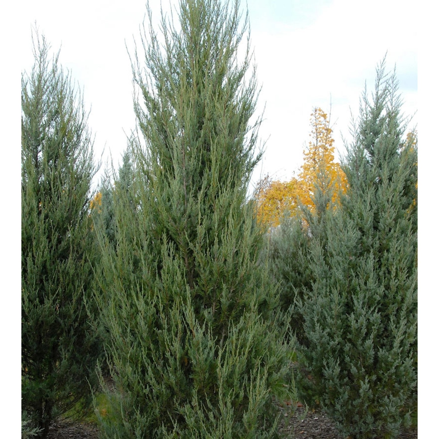 Raketenwacholder Skyrocket 125-150cm - Juniperus scopulorum von Die Nr-01.de