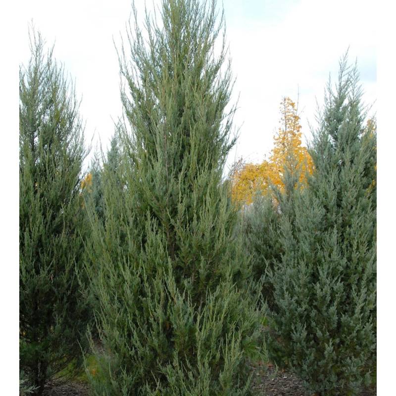 Raketenwacholder Skyrocket 125-150cm - Juniperus scopulorum von Die Nr-01.de
