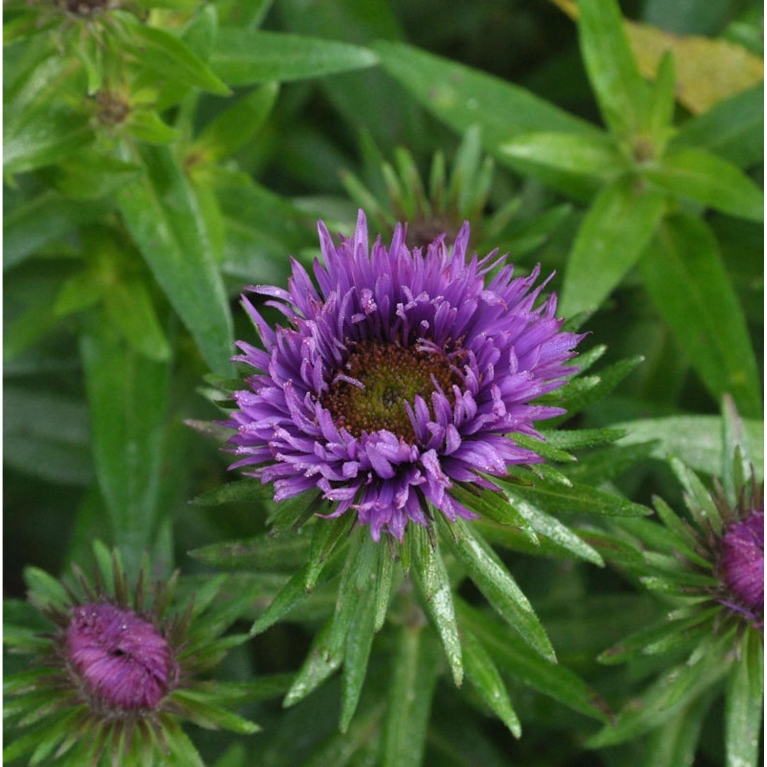 Rauhblattaster Purple Dome - Aster novae angliae von Die Nr-01.de