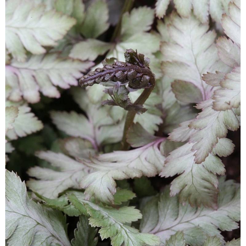 Regenbogenfarn Red Beauty - Athyrium niponicum von Die Nr-01.de