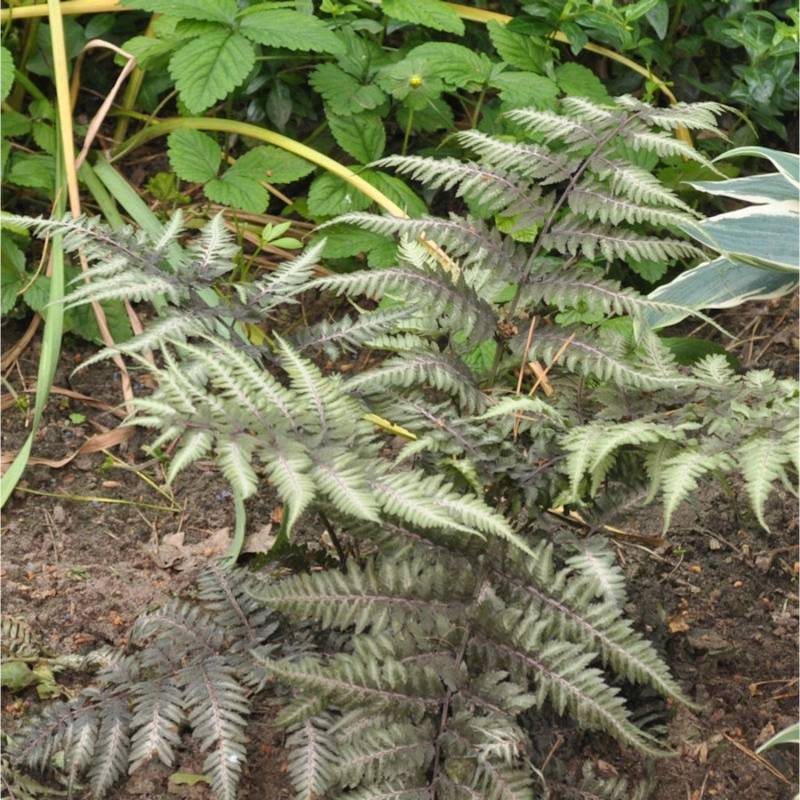 Regenbogenfarn Silver Falls - Athyrium niponicum von Die Nr-01.de