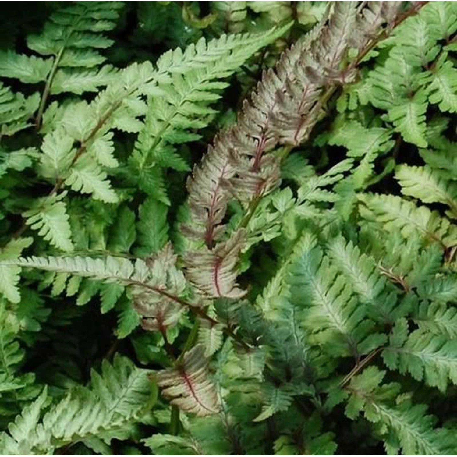 Regenbogenfarn Ursulas Red - Athyrium niponicum Regenbogenfarn Ursulas Red - Athyrium niponicum von Die Nr-01.de