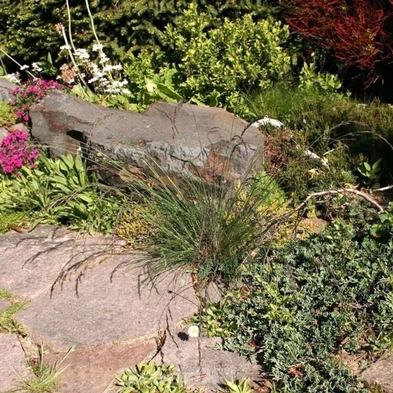 Regenbogenschwingel Red Point - großer Topf - Festuca amethystina von Die Nr-01.de