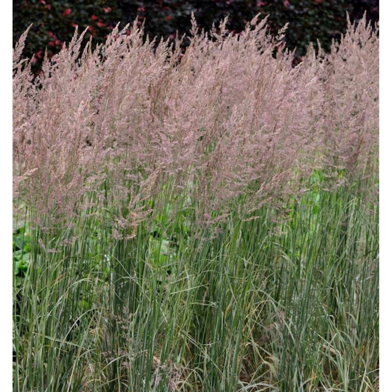 Reitgras Overdam - großer Topf - Calamagrostis acutiflora von Die Nr-01.de