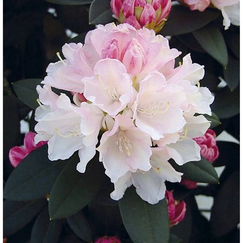 Rhododendron Dreamland 25-30cm - Alpenrose von Die Nr-01.de
