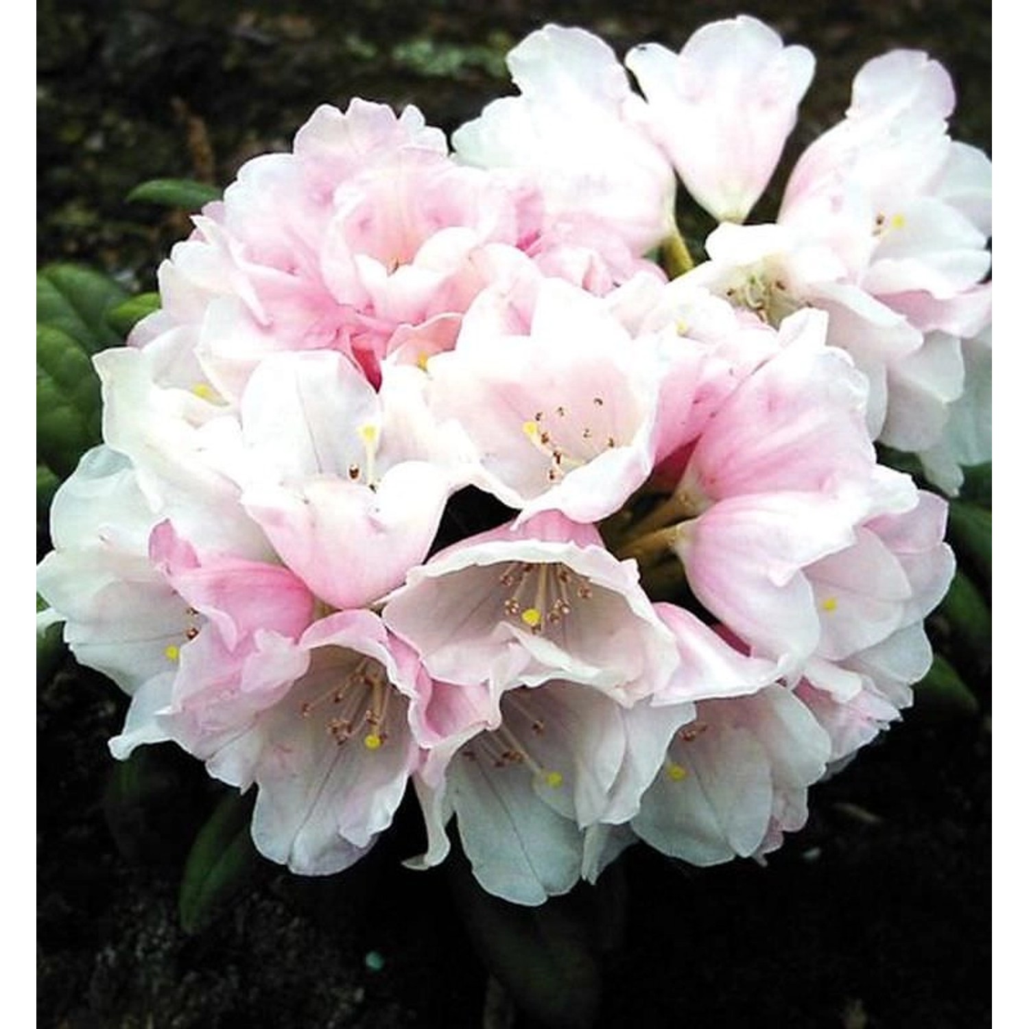 Rhododendron Edelweiß 20-25cm - Alpenrose Rhododendron Edelweiß 20-25cm - Alpenrose von Die Nr-01.de