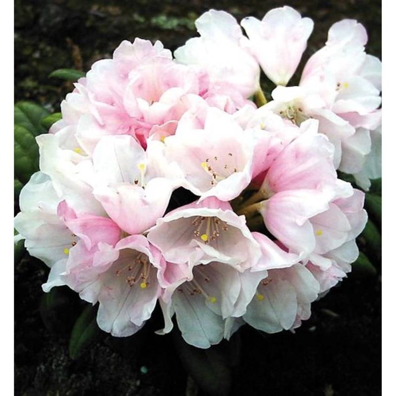 Rhododendron Edelweiß 20-25cm - Alpenrose Rhododendron Edelweiß 20-25cm - Alpenrose von Die Nr-01.de