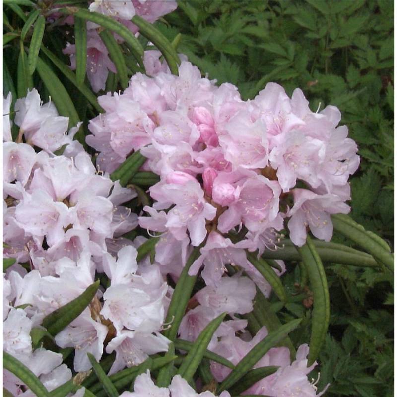 Rhododendron Fuju-kaku-no-matsu 40-50cm - Rhododendron makinoi Rhododendron Fuju-kaku-no-matsu 40-50cm - Rhododendron makinoi von Die Nr-01.de