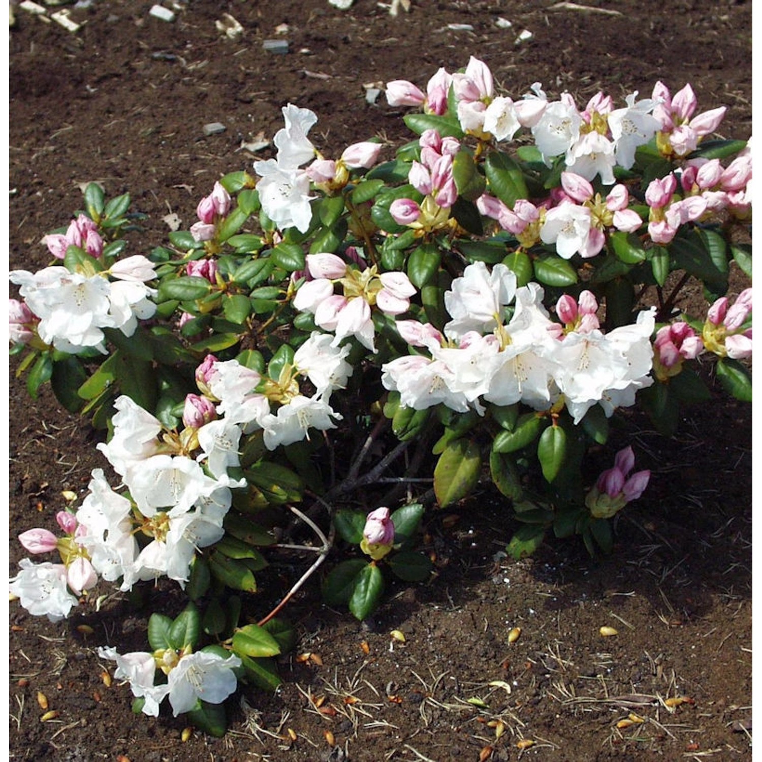 Rhododendron Gartendirektor Rieger 30-40cm - Rhododendron williamsianum Rhododendron Gartendirektor Rieger 30-40cm - Rhododendron williamsianum von Die Nr-01.de