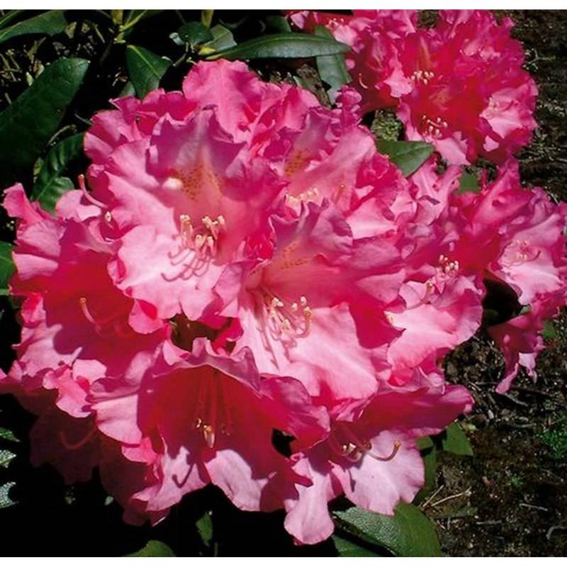 Rhododendron Kalinka 40-50cm - Alpenrose von Die Nr-01.de