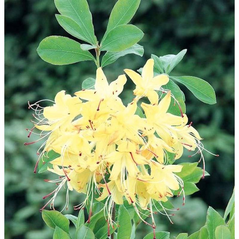 Rhododendron Lemon Drop 60-80cm - Rhododendron viscosum Rhododendron Lemon Drop 60-80cm - Rhododendron viscosum von Die Nr-01.de