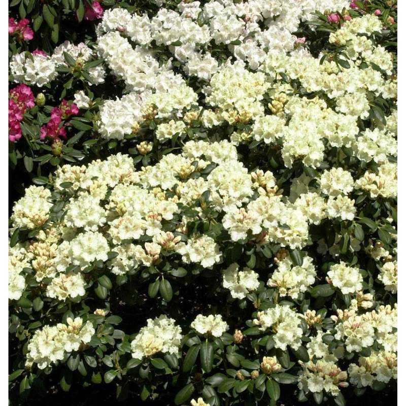 Rhododendron Millenium Gold 40-50cm - Alpenrose von Die Nr-01.de