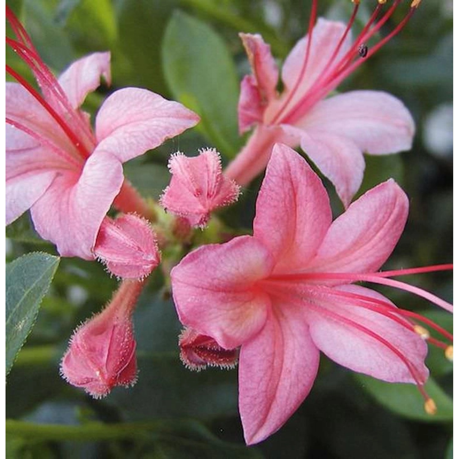 Rhododendron Pink and Sweet 40-50cm - Rhododendron viscosum Rhododendron Pink and Sweet 40-50cm - Rhododendron viscosum von Die Nr-01.de
