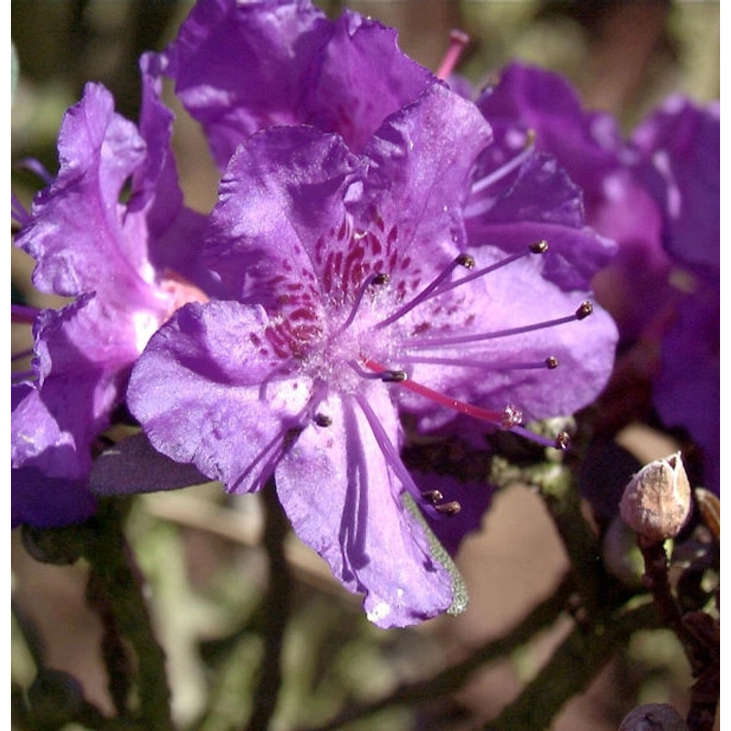 Rhododendron Rocks Form 20-25cm - Rhododendron calostrotum Rhododendron Rocks Form 20-25cm - Rhododendron calostrotum von Die Nr-01.de