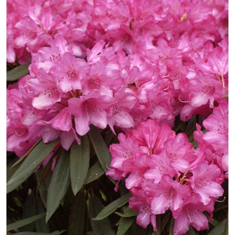 Rhododendron Rosa Perle 30-40cm - Rhododendron makinoi Rhododendron Rosa Perle 30-40cm - Rhododendron makinoi von Die Nr-01.de