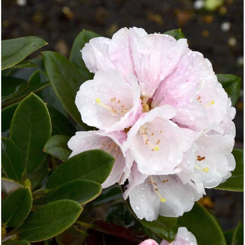 Rhododendron Silbervelours 40-50cm - Rhododendron pachysanthum Rhododendron Silbervelours 40-50cm - Rhododendron pachysanthum von Die Nr-01.de
