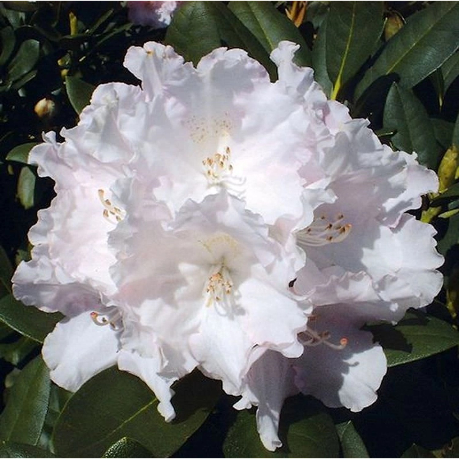 Rhododendron Silberwolke 25-30cm - Alpenrose Rhododendron Silberwolke 25-30cm - Alpenrose von Die Nr-01.de