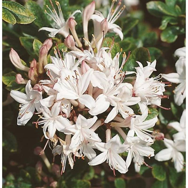 Rhododendron Sommerduft 30-40cm - Rhododendron viscosum von Die Nr-01.de