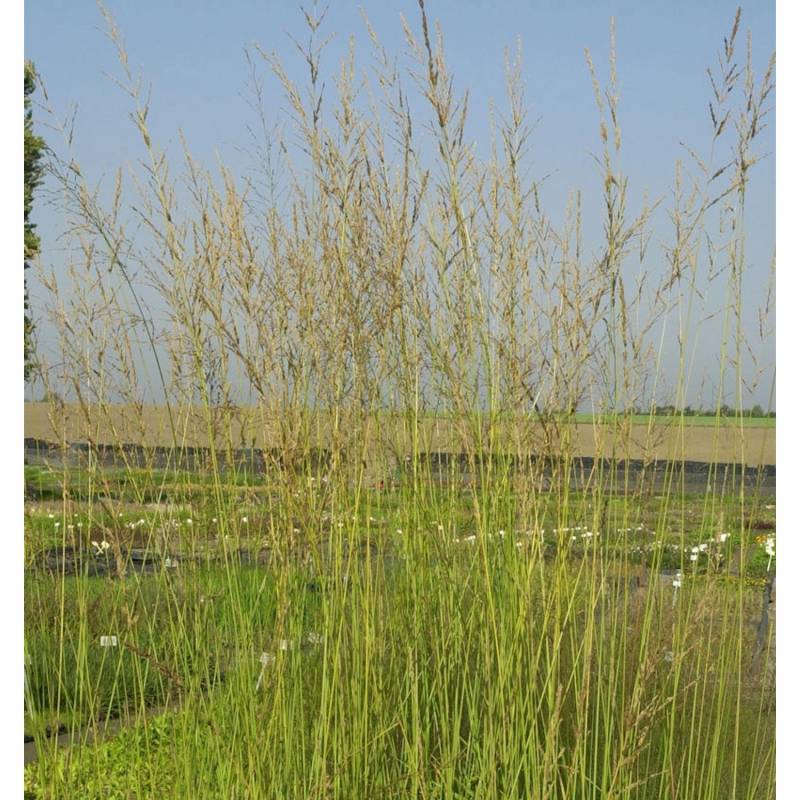 Riesen Pfeifengras Windspiel - großer Topf - Molinia arundinacea von Die Nr-01.de