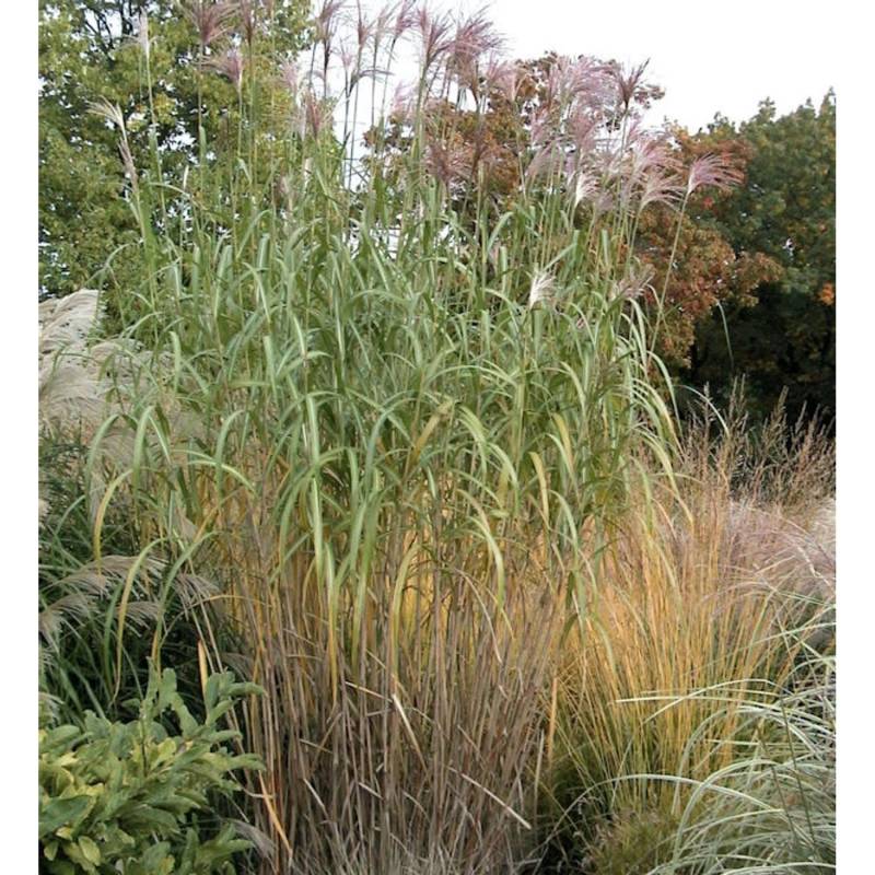 Riesenchinaschilf Aksel Olsen - XXXL Topf - Miscanthus floridulus von Die Nr-01.de