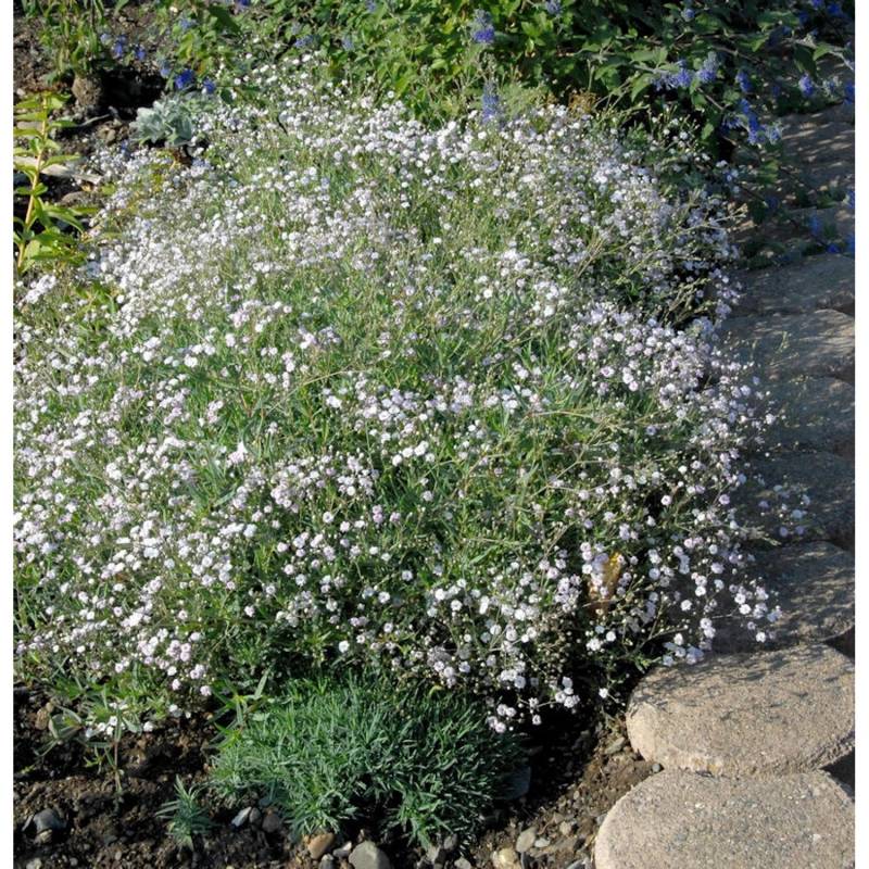 Riesenschleierkraut Starflakes - großer Topf - Gypsophila paniculata von Die Nr-01.de