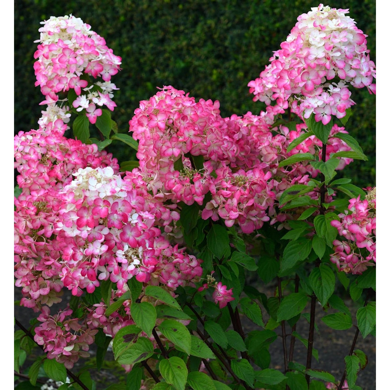 Rispenhortensie Bloody Merry 40-60cm - Hydrangea paniculata Rispenhortensie Bloody Merry 40-60cm - Hydrangea paniculata von Die Nr-01.de