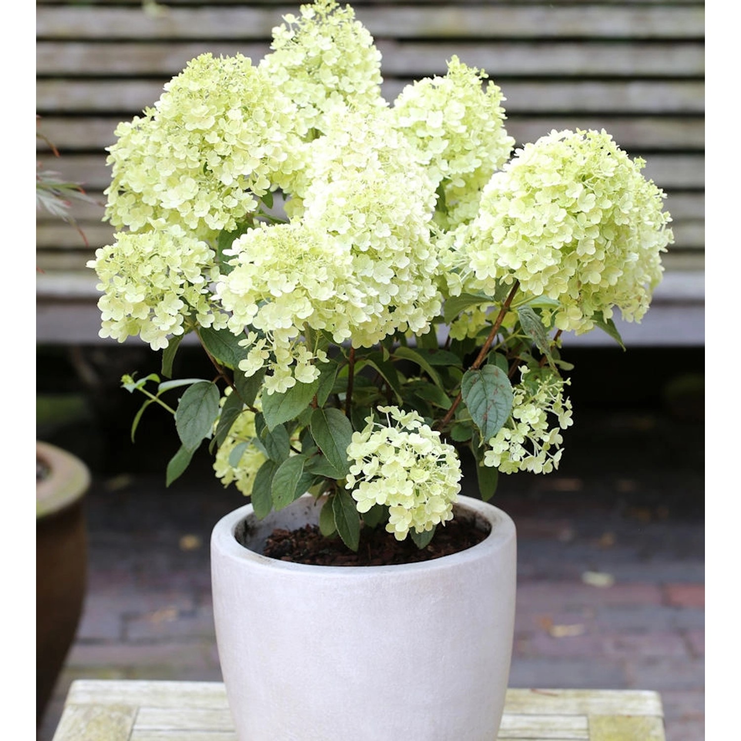 Rispenhortensie Bobo 40-60cm - Hydrangea paniculata Rispenhortensie Bobo 40-60cm - Hydrangea paniculata von Die Nr-01.de