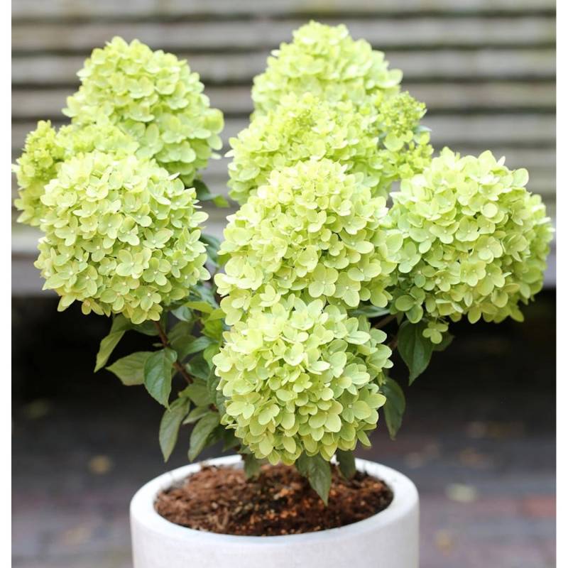 Rispenhortensie Candle Light 40-60cm - Hydrangea paniculata von Die Nr-01.de