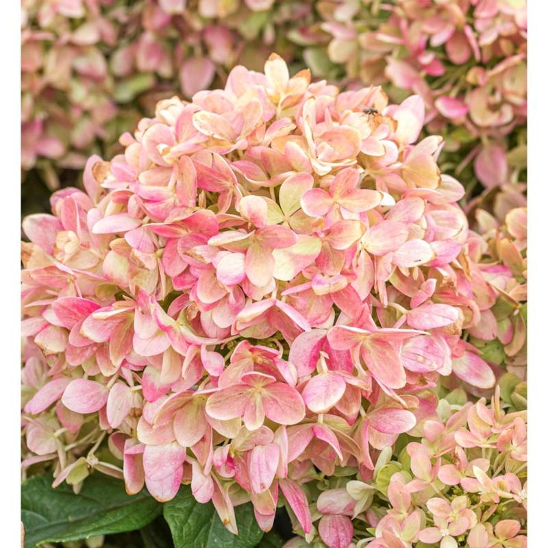 Rispenhortensie Candy Love 80-100cm - Hydrangea paniculata von Die Nr-01.de