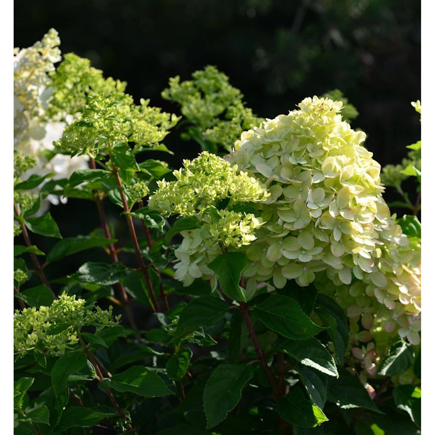Rispenhortensie Little Lime 60-80cm - Hydrangea paniculata Rispenhortensie Little Lime 60-80cm - Hydrangea paniculata von Die Nr-01.de