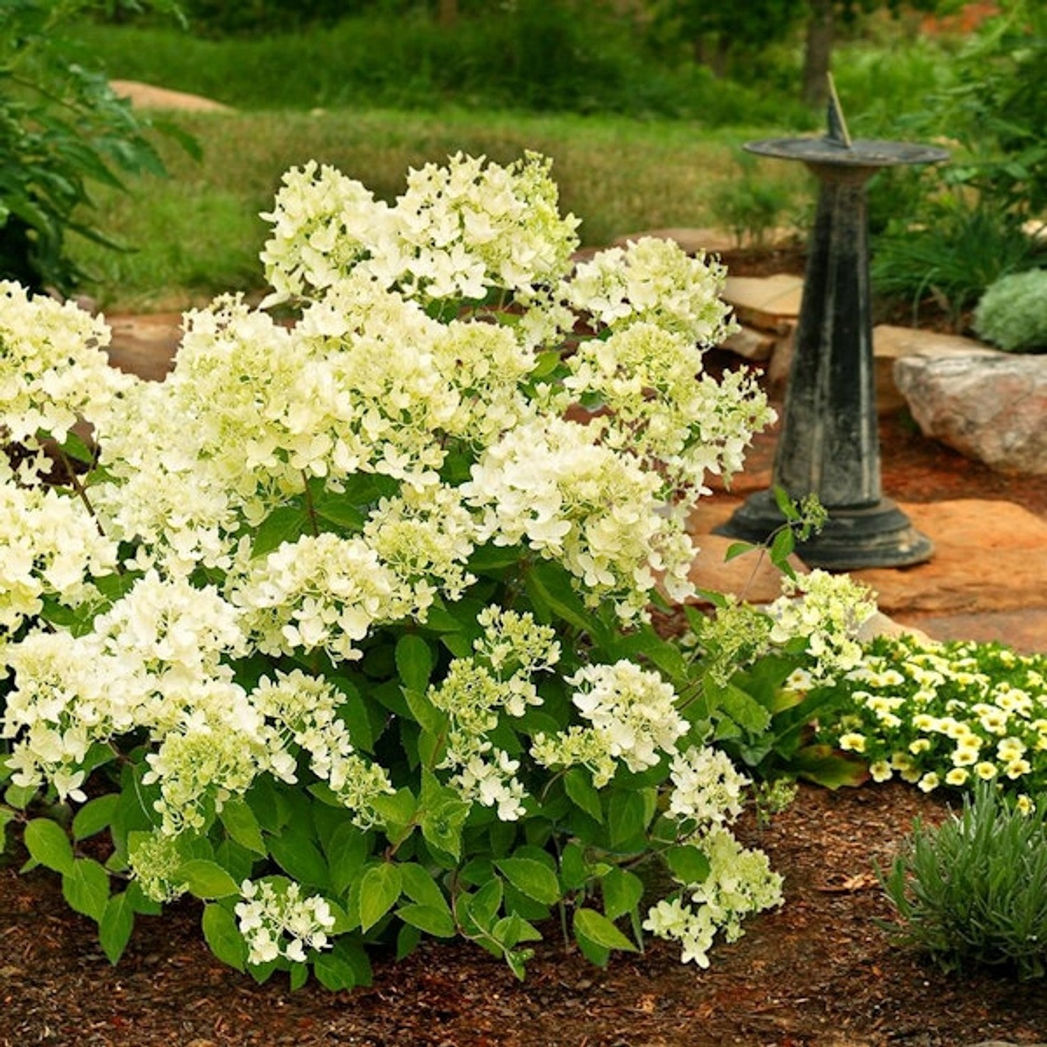 Rispenhortensie Mont Blanc 40-60cm - Hydrangea paniculata Rispenhortensie Mont Blanc 40-60cm - Hydrangea paniculata von Die Nr-01.de
