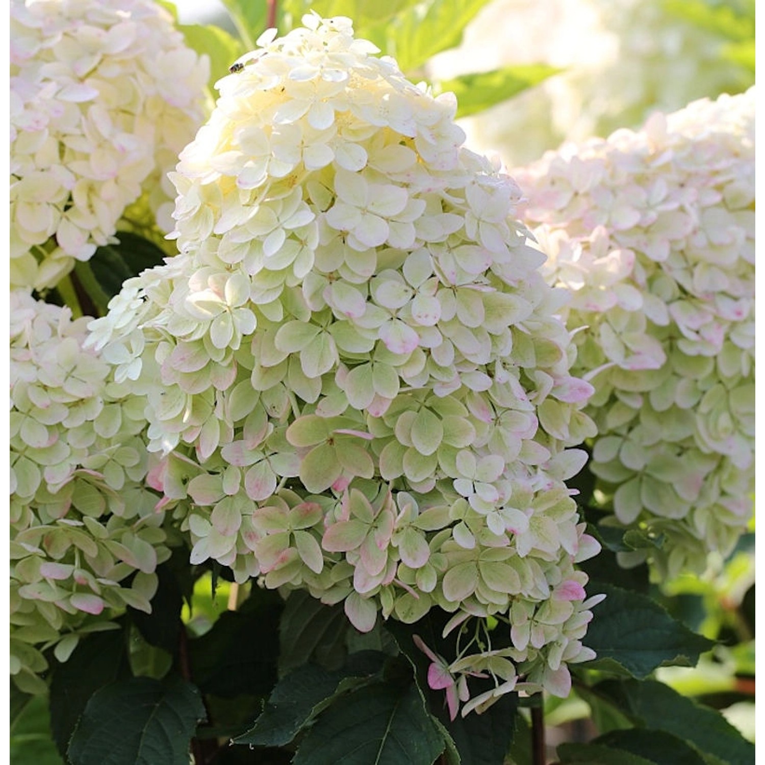 Rispenhortensie Phantom 80-100cm - Hydrangea paniculata Rispenhortensie Phantom 80-100cm - Hydrangea paniculata von Die Nr-01.de