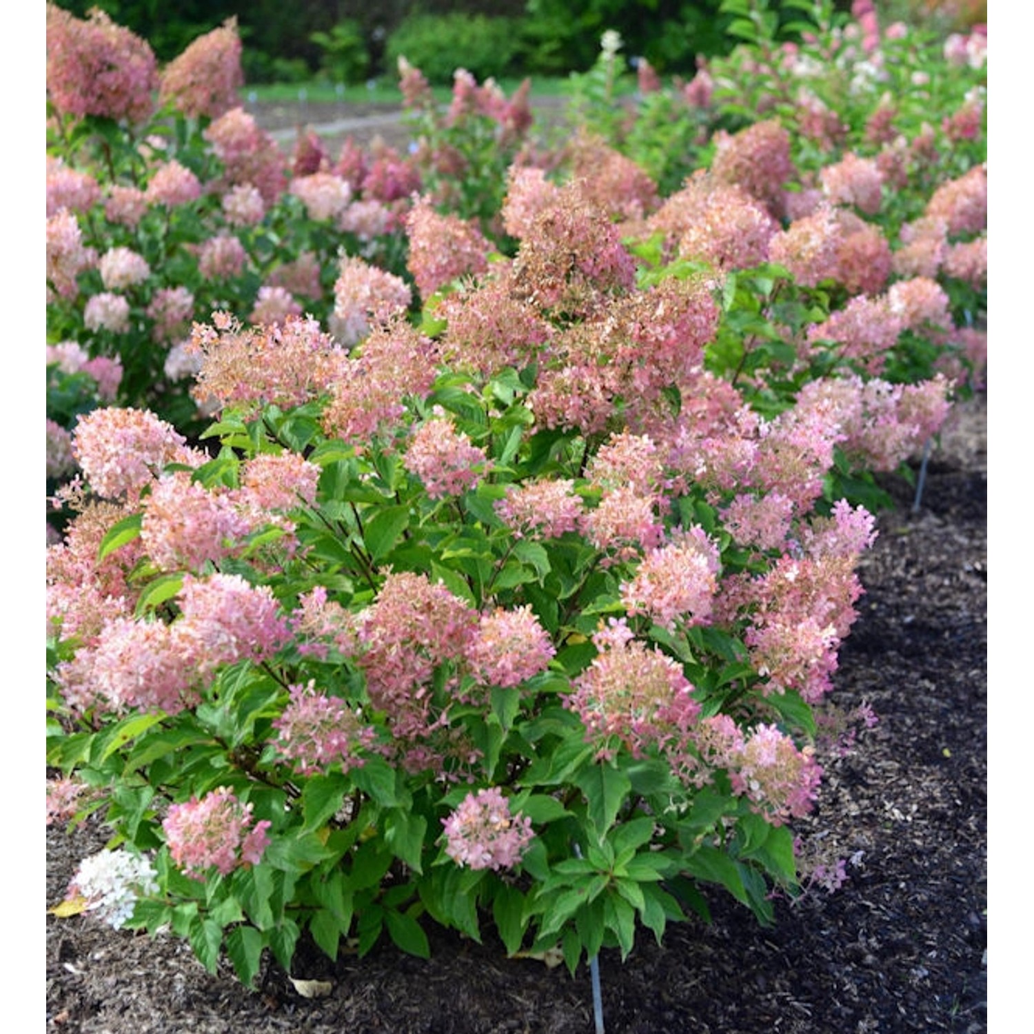 Rispenhortensie Pink Lady 40-60cm - Hydrangea paniculata Rispenhortensie Pink Lady 40-60cm - Hydrangea paniculata von Die Nr-01.de