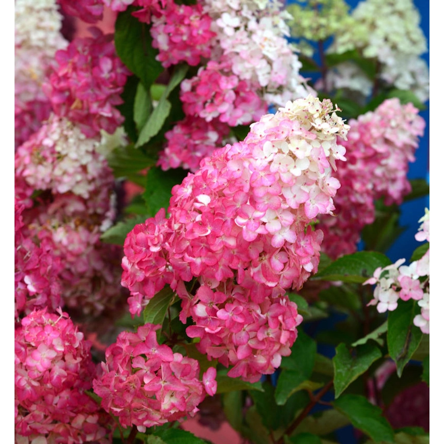 Rispenhortensie Pink and Rose 80-100cm - Hydrangea paniculata Rispenhortensie Pink and Rose 80-100cm - Hydrangea paniculata von Die Nr-01.de