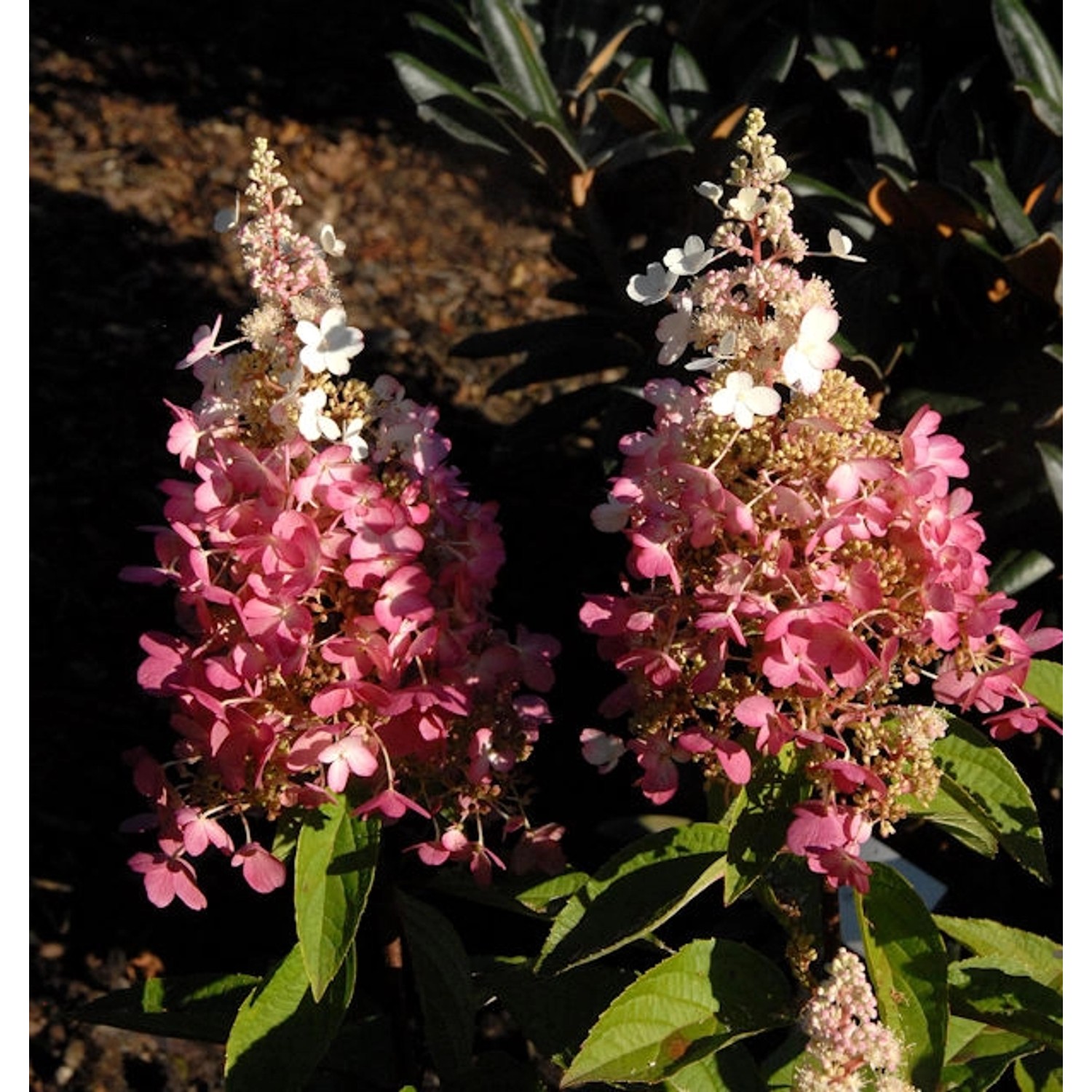 Rispenhortensie Pinky Winky 30-40cm - Hydrangea paniculata Rispenhortensie Pinky Winky 30-40cm - Hydrangea paniculata von Die Nr-01.de