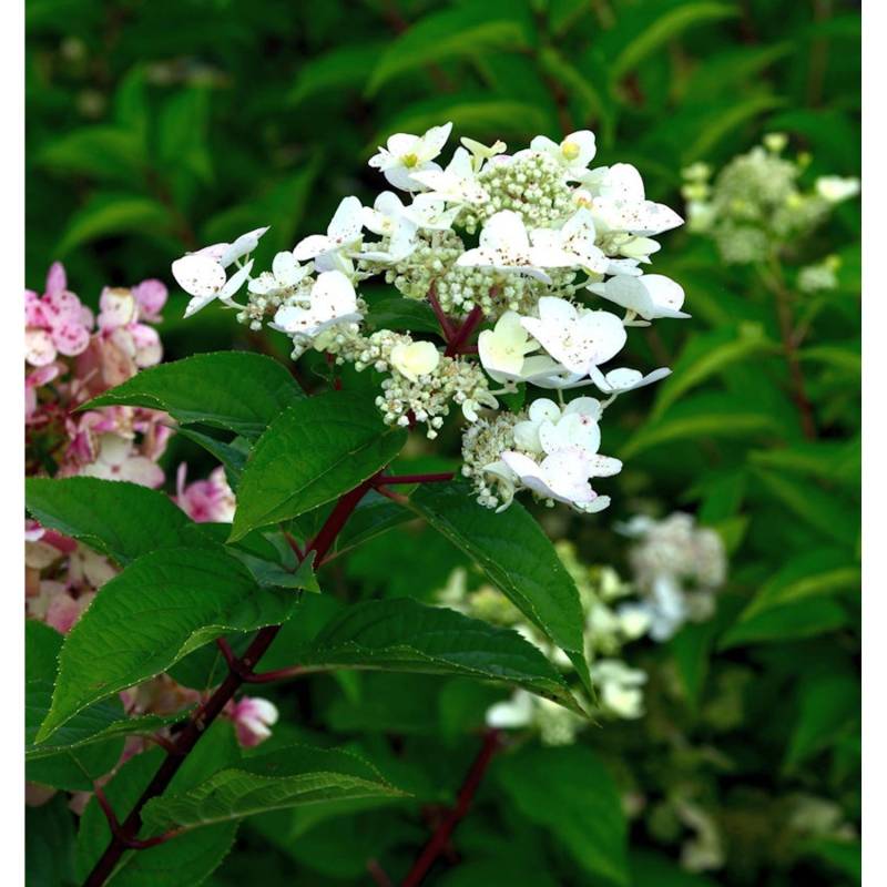 Rispenhortensie Polestar 40-60cm - Hydrangea paniculata von Die Nr-01.de