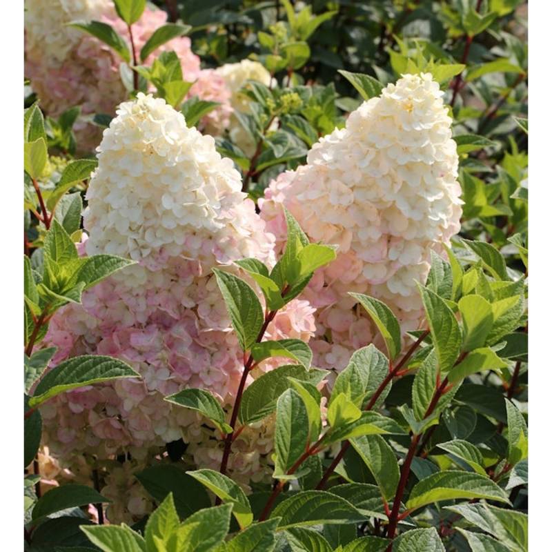 Rispenhortensie Silver Dollar 40-60cm - Hydrangea paniculata von Die Nr-01.de