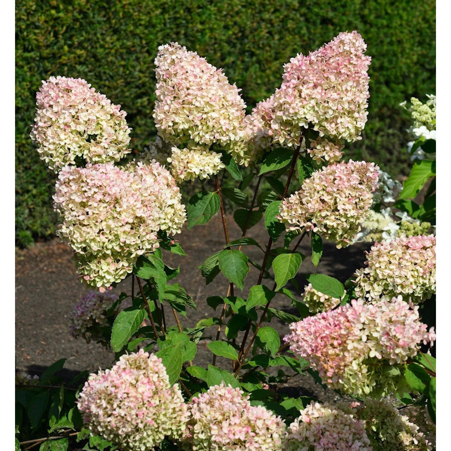 Rispenhortensie Summer Love 60-80cm - Hydrangea paniculata Rispenhortensie Summer Love 60-80cm - Hydrangea paniculata von Die Nr-01.de